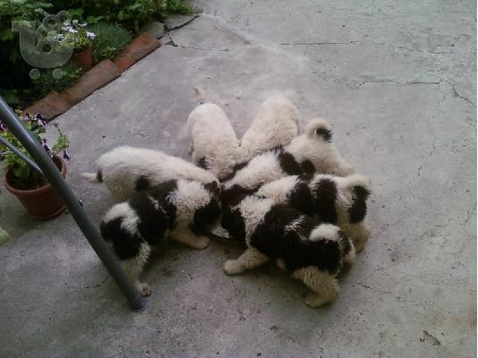 Βουλγαρικο ποιμενικό - 300 euro